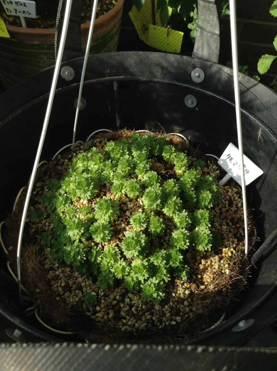 はじめての雲間草|そだレポ(栽培レポート)byくまんた はじめての雲間草|そだレポ(栽培レポート)byくまんた
