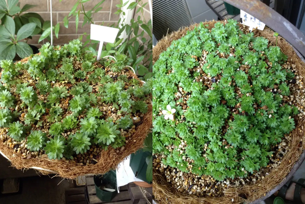 はじめての雲間草｜そだレポ（栽培レポート）byくまんた