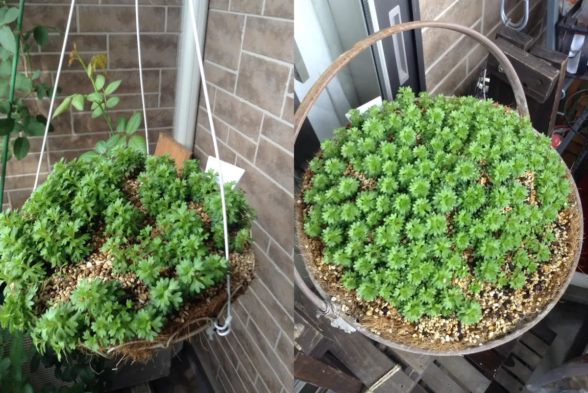 はじめての雲間草|そだレポ(栽培レポート)byくまんた はじめての雲間草|そだレポ(栽培レポート)byくまんた