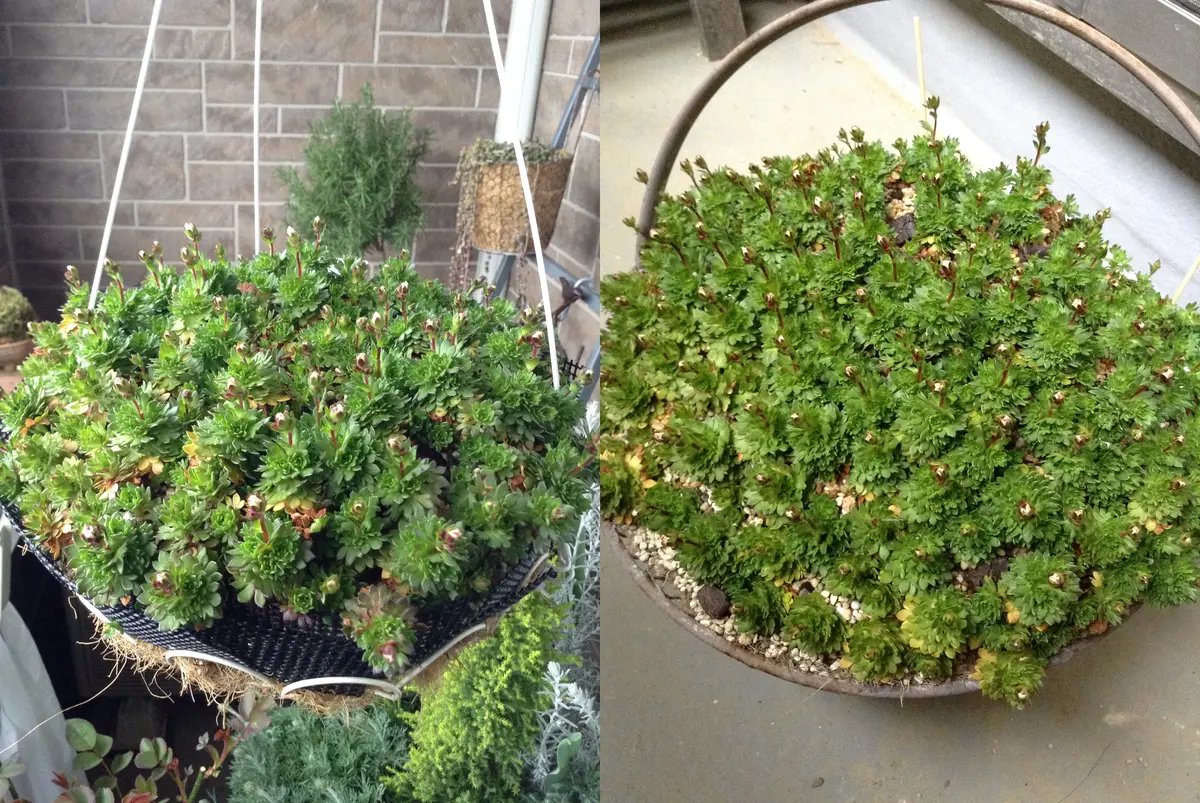 はじめての雲間草|そだレポ(栽培レポート)byくまんた はじめての雲間草|そだレポ(栽培レポート)byくまんた