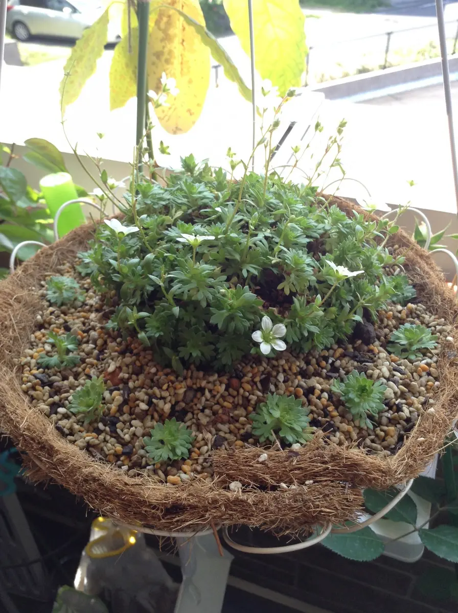 はじめての雲間草|そだレポ(栽培レポート)byくまんた はじめての雲間草|そだレポ(栽培レポート)byくまんた