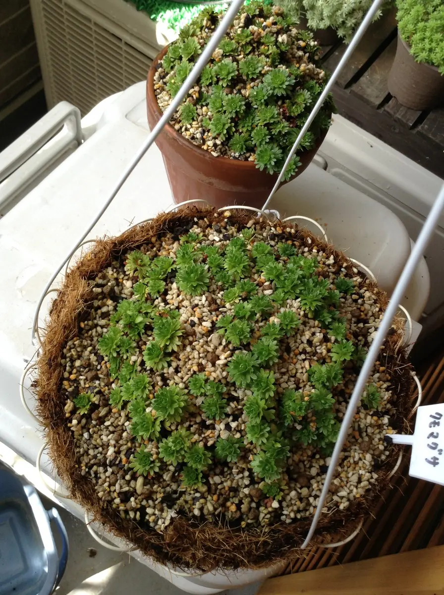 はじめての雲間草|そだレポ(栽培レポート)byくまんた はじめての雲間草|そだレポ(栽培レポート)byくまんた