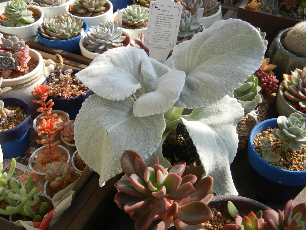 多肉植物　寄せ植え（エンジェル.ウイング鉢♪プードル付き） 多肉植物 寄せ植え（エンジェル.ウイング鉢♪プードル付き） 多肉植物