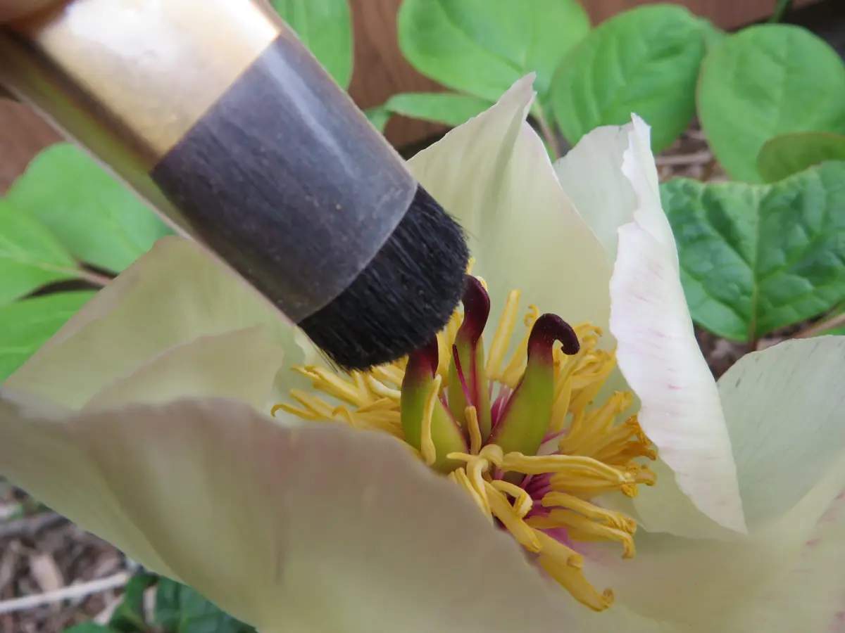 受粉「実生の山芍薬」-そだレポ｜みんなの趣味の園芸