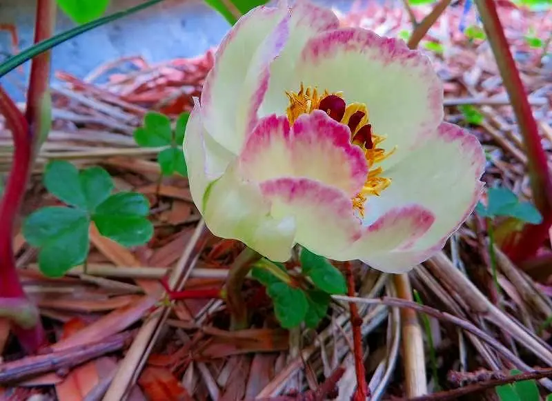 実生の山芍薬｜そだレポ（栽培レポート）bySAGIMUSUME｜みんなの趣味の園芸