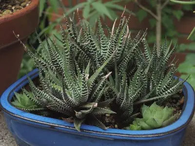 ハオルチア 十二の巻｜そだレポ（栽培レポート）byヨーコマン