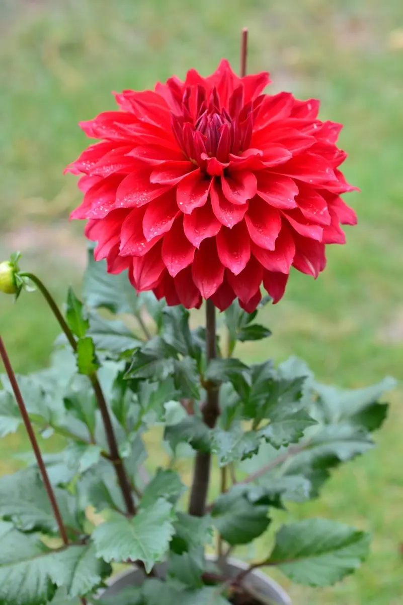 お気に入りダリアの挿し芽｜そだレポ（栽培レポート）byOz｜みんなの  