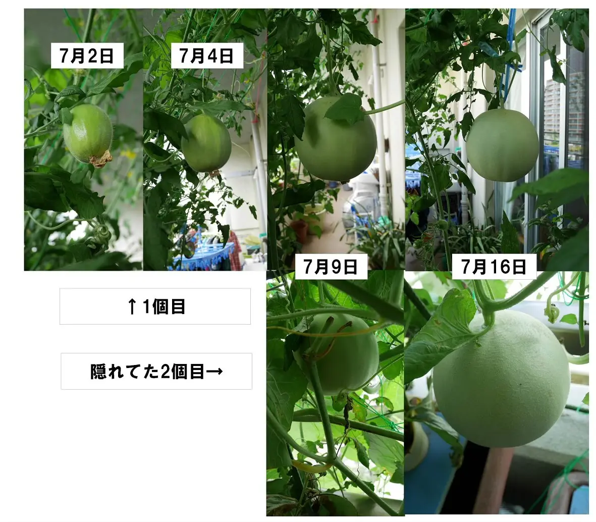 ころたんは手のひらサイズだったはず｜そだレポ（栽培レポート
