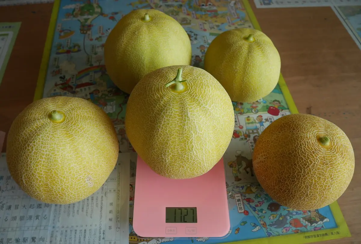 ころたんは手のひらサイズだったはず｜そだレポ（栽培レポート）byあさの種｜みんなの趣味の園芸