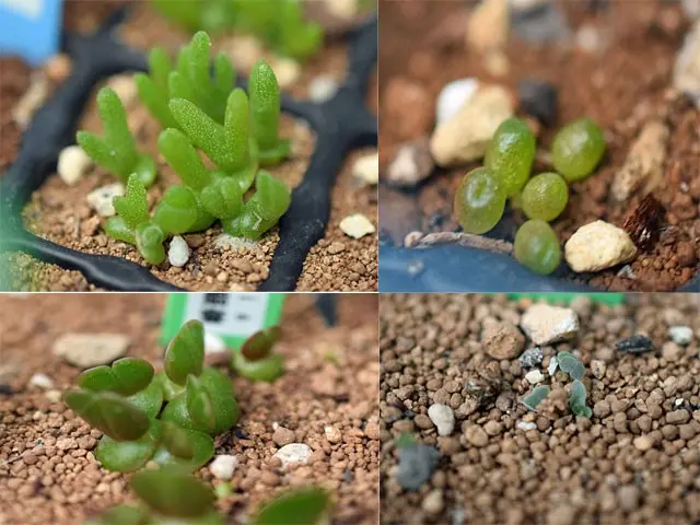 メセン系の種まき｜そだレポ（栽培レポート）bysaita｜みんなの趣味の園芸