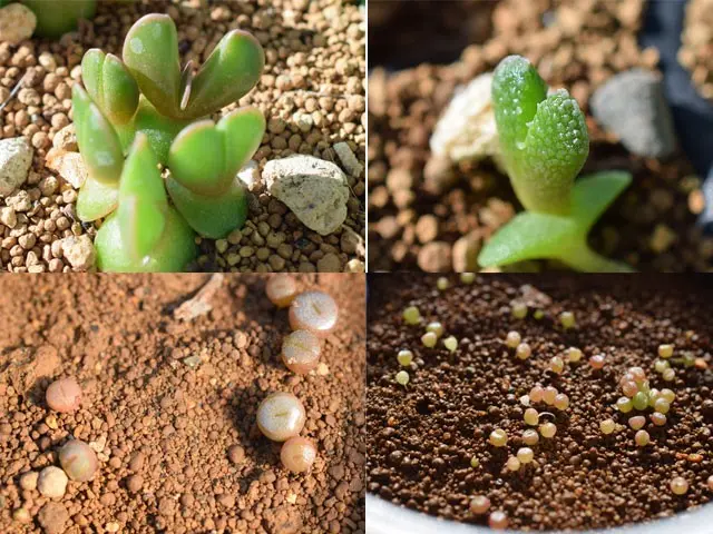 メセン系の種まき｜そだレポ（栽培レポート）bysaita｜みんなの趣味の園芸