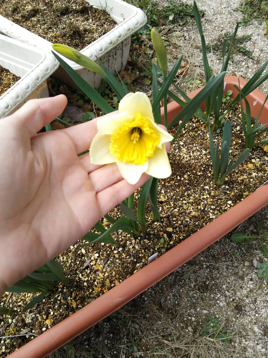 メイテル様 確認用 水仙 超多弁咲き 1球根 ② 水仙球根 特殊咲