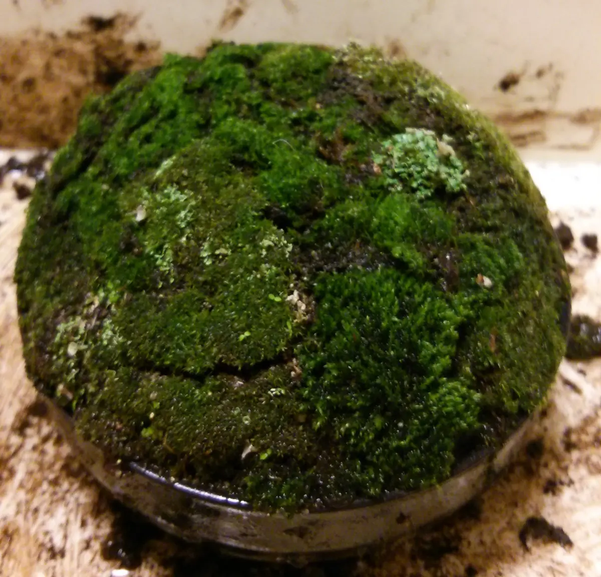 苔盆栽作り｜そだレポ（栽培レポート）bySASANTA｜みんなの趣味