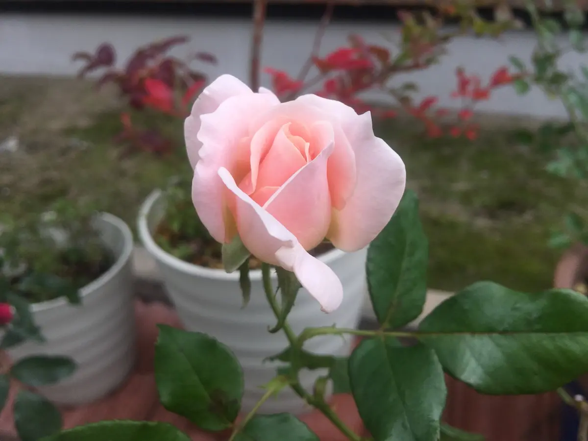 岩付の野薔薇。品種不明です。蕾が有ります。 名前が知りたい！品種不明のバラ｜そだレポ（栽培レポート）by8nyans
