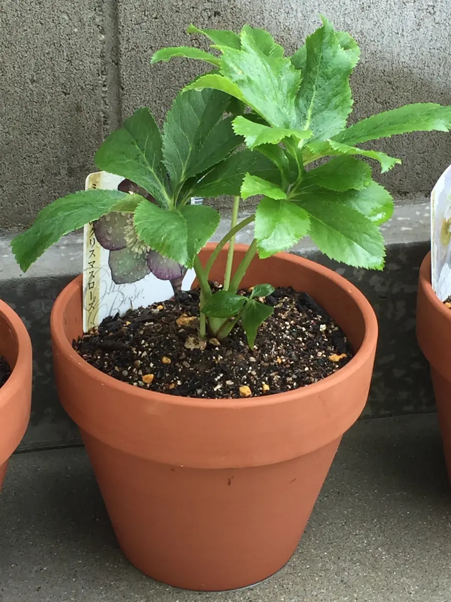 RIKO様 専用 クリスマスローズ 【公式通販】 RIKO様 専用 クリスマスローズ 【公式通販】