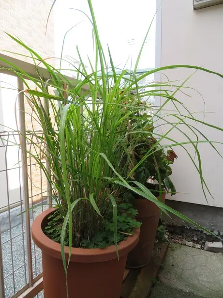 すすき（鉢植え）｜そだレポ（栽培レポート）byKerorin｜みんなの趣味