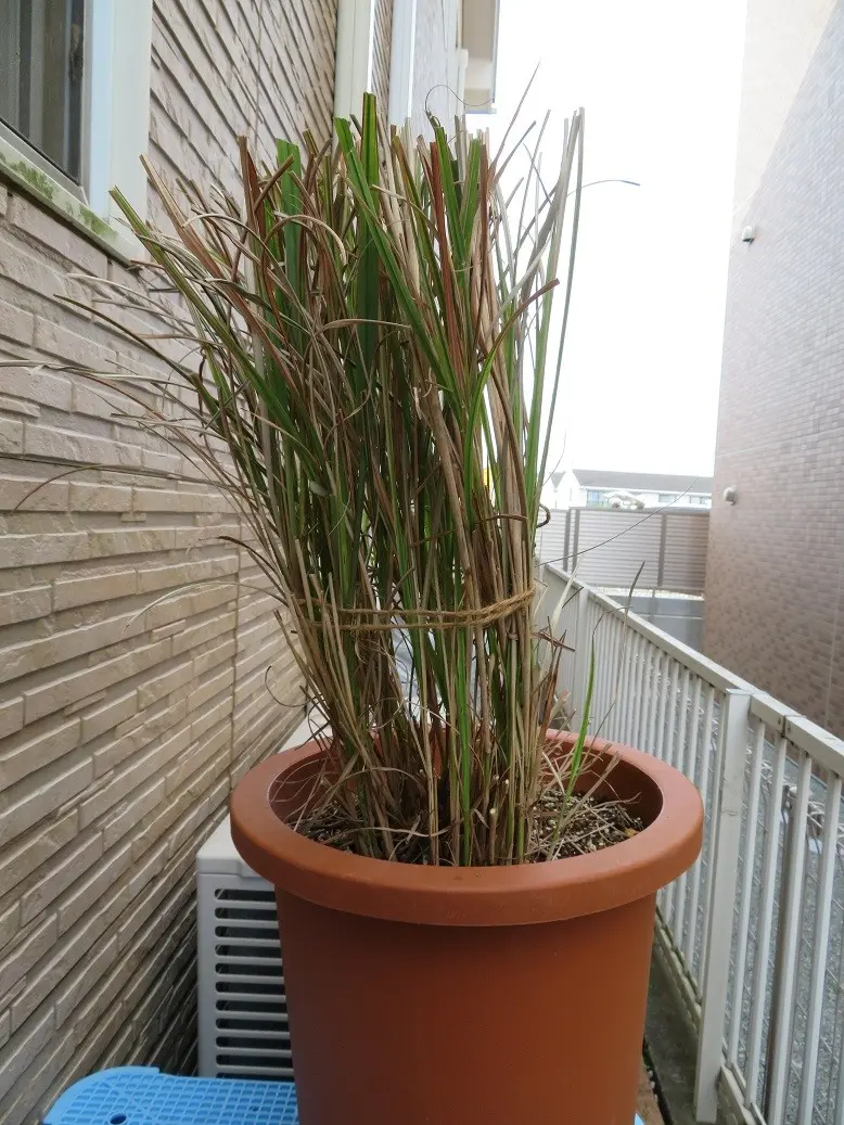 すすき（鉢植え）｜そだレポ（栽培レポート）byKerorin｜みんなの趣味