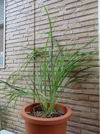 すすき（鉢植え）｜そだレポ（栽培レポート）byKerorin｜みんなの趣味