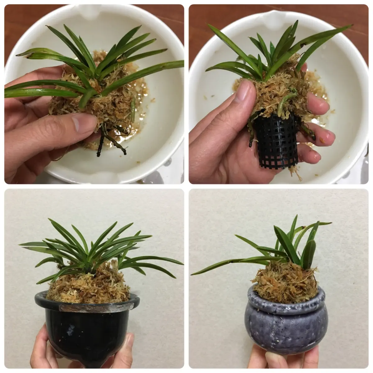 フウラン｜そだレポ（栽培レポート）byこにし｜みんなの趣味の園芸
