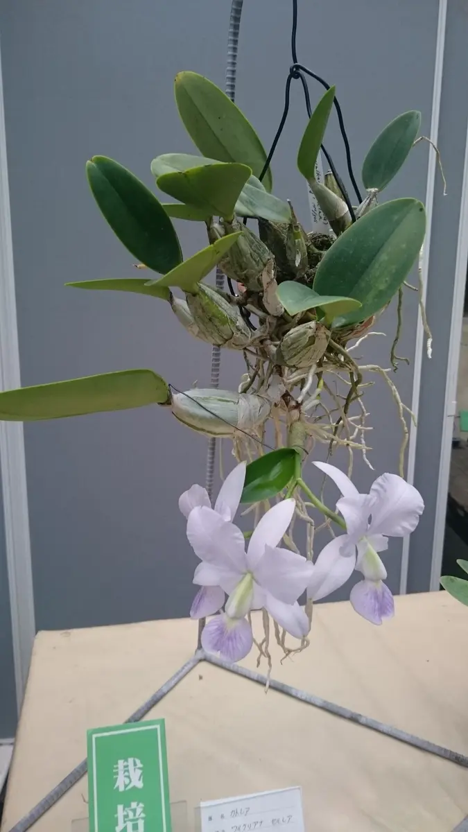 カトレア　ワルケリアナ カトレア ワルケリアナ 'トクツ'<BR>C.walkeriana 'Tokutsu' GM