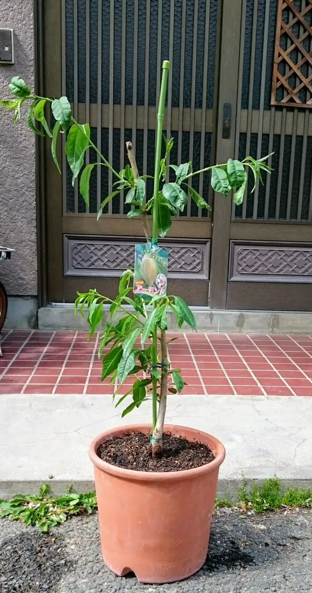 アーモンドを種から育てるのは諦め苗を購入｜そだレポ（栽培レポート