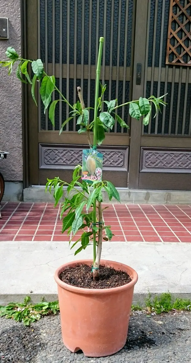 アーモンドを種から育てるのは諦め苗を購入｜そだレポ（栽培レポート