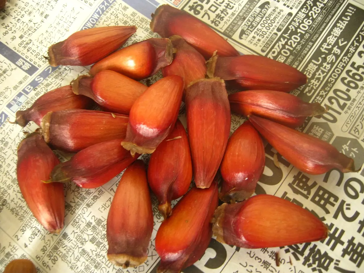 種はこんな感じ「ブラジルマツ（パラナマツ）の種まき」-そだレポ 