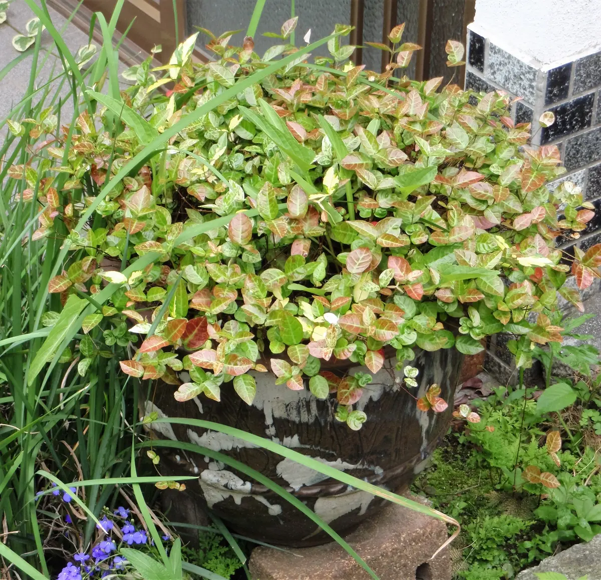 ◐初雪かずら◑｜そだレポ（栽培レポート）by檀m。｜みんなの趣味の園芸