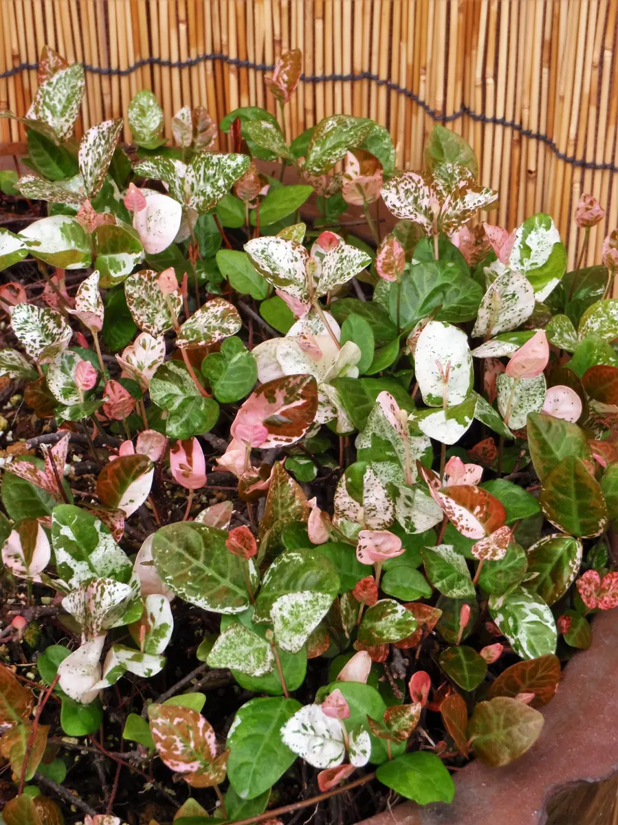 ◐初雪かずら◑｜そだレポ（栽培レポート）by檀m。｜みんなの趣味の園芸