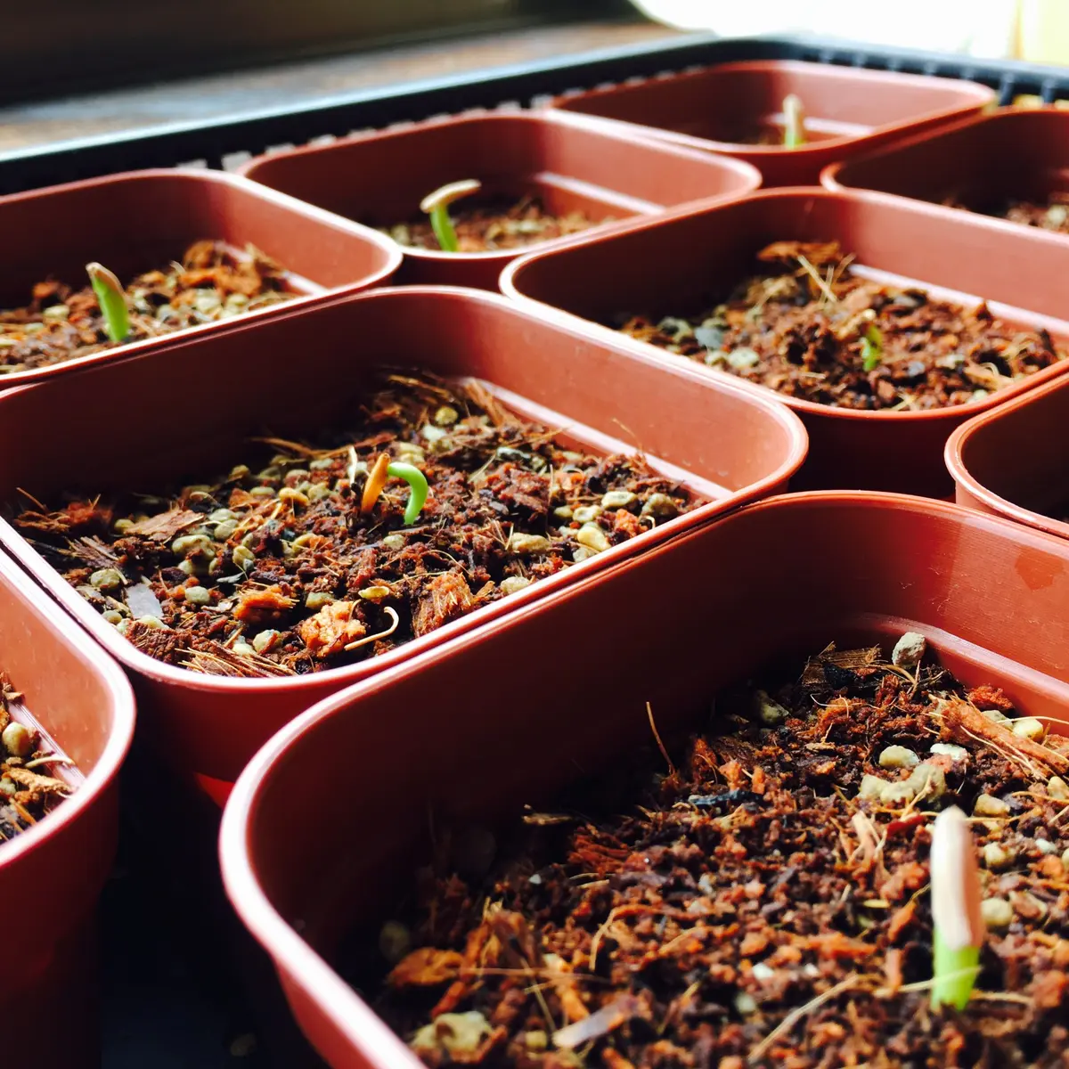 油彩画 アデニウム アデニウム ] | 小平太1098のブログ - 楽天ブログ