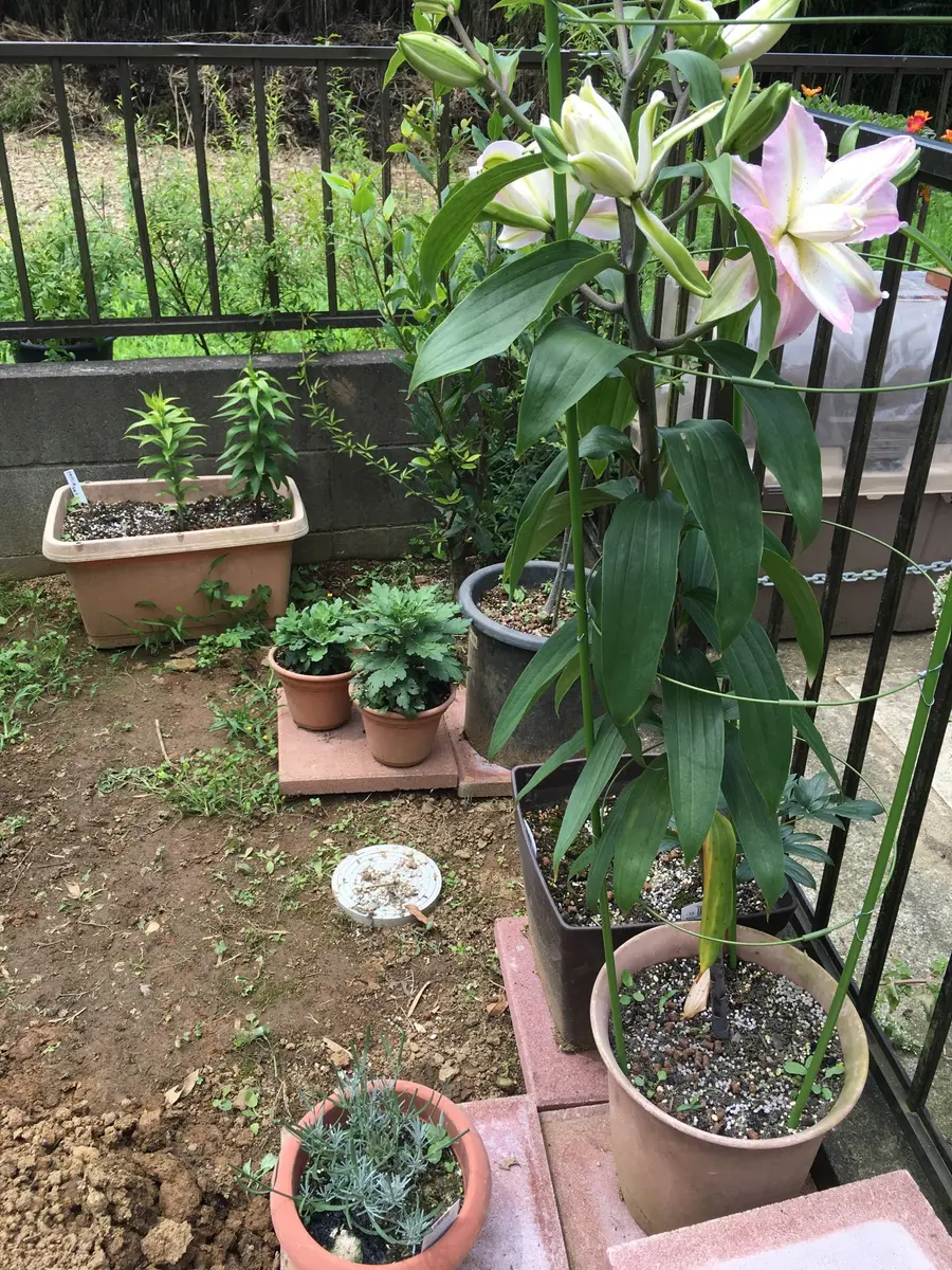 ユリ・ソフトミュージック｜そだレポ（栽培レポート）byrosy｜みんなの