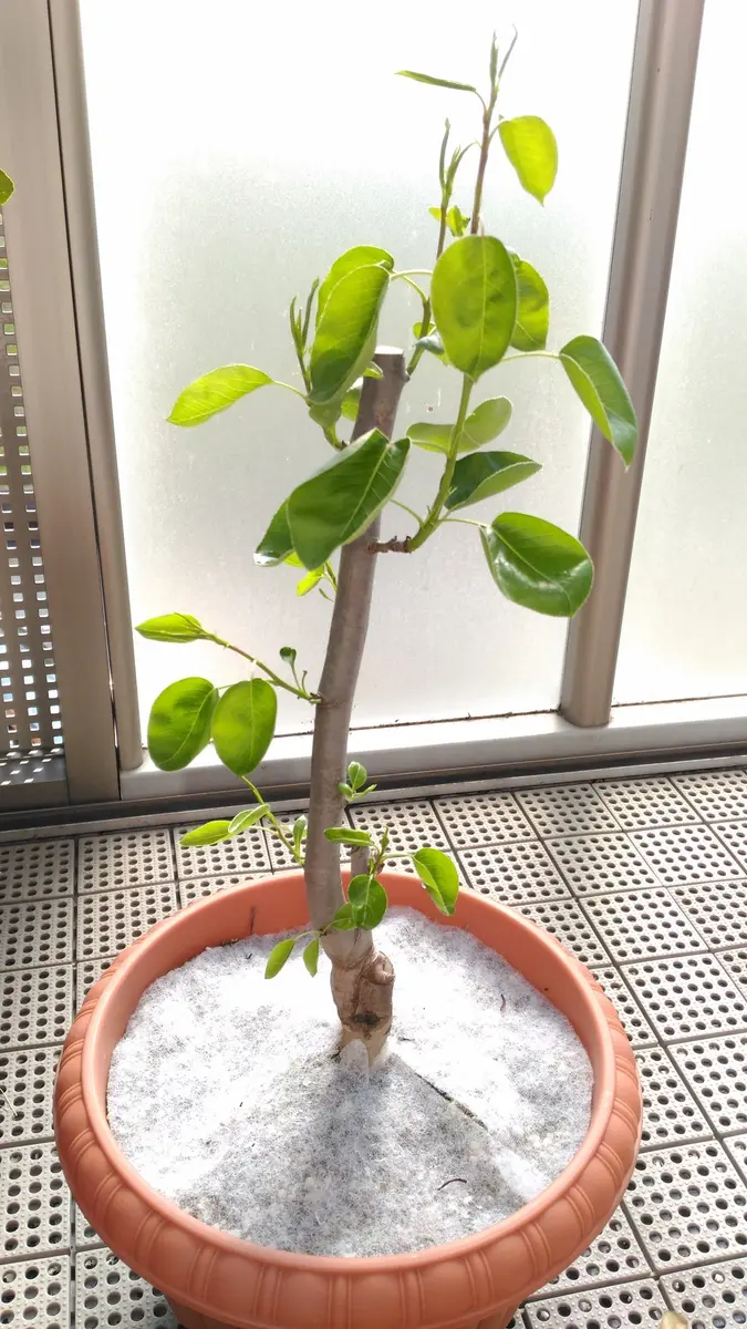 洋梨苗木♪　ル・レクチェ&ラ・フランス２鉢 洋梨苗木♪ ル レクチェ&ラ フランス2鉢 ラ フランス 苗木1本 ル