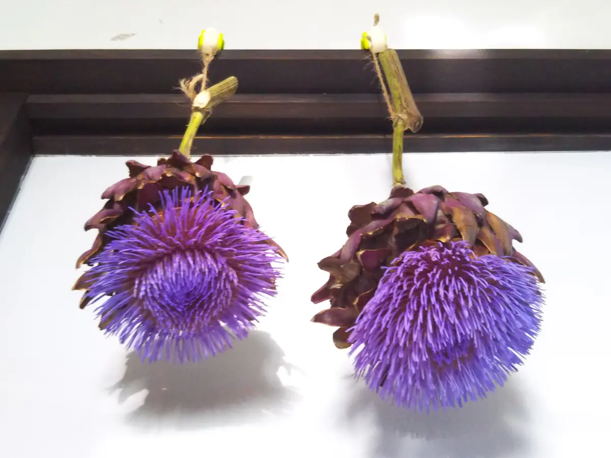 ドライフラワーに】 アーティチョーク3本\u0026おまけアナベル 無農薬栽培 ポイント5倍中 11/03 09:59迄】 爆買 ドライフラワー 花材 即日出荷  アーティチョーク・ミニ ワイルドフラワー スワッグ ブーケ 大地農園 : 造花ドライフラワー専門問屋花びし - 通販 - Yahoo!ショッピング, image size:1200x900