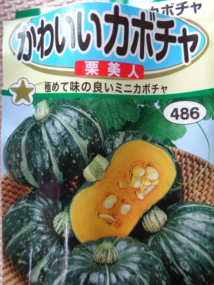早蒔きのミニカボチャ：ミニ温床がカギ！｜そだレポ（栽培レポート）by