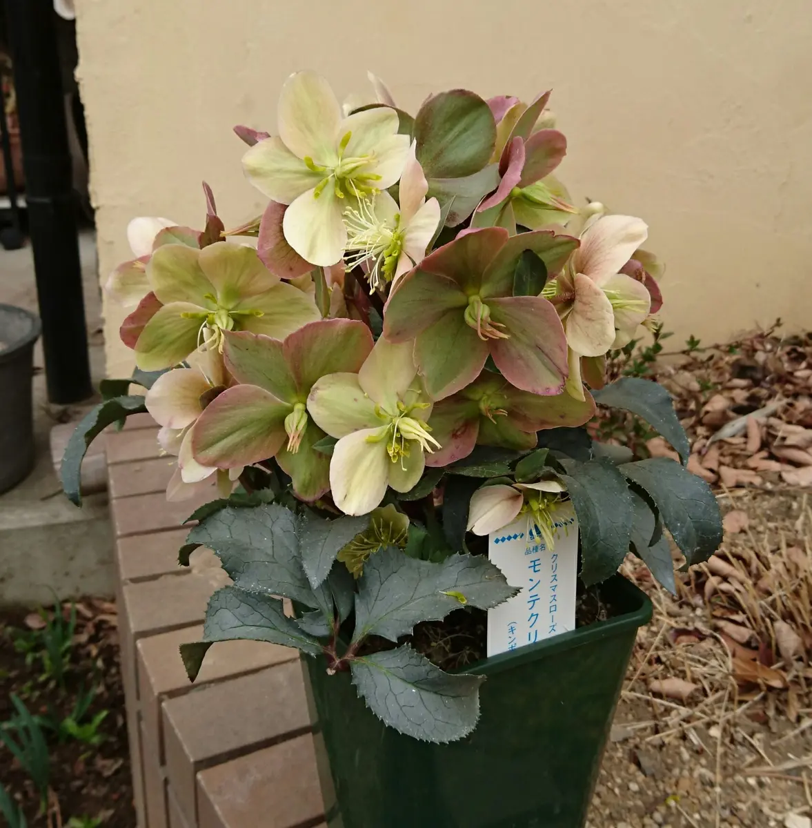 原種交配 クリスマスローズ｜そだレポ（栽培レポート）bychikapon