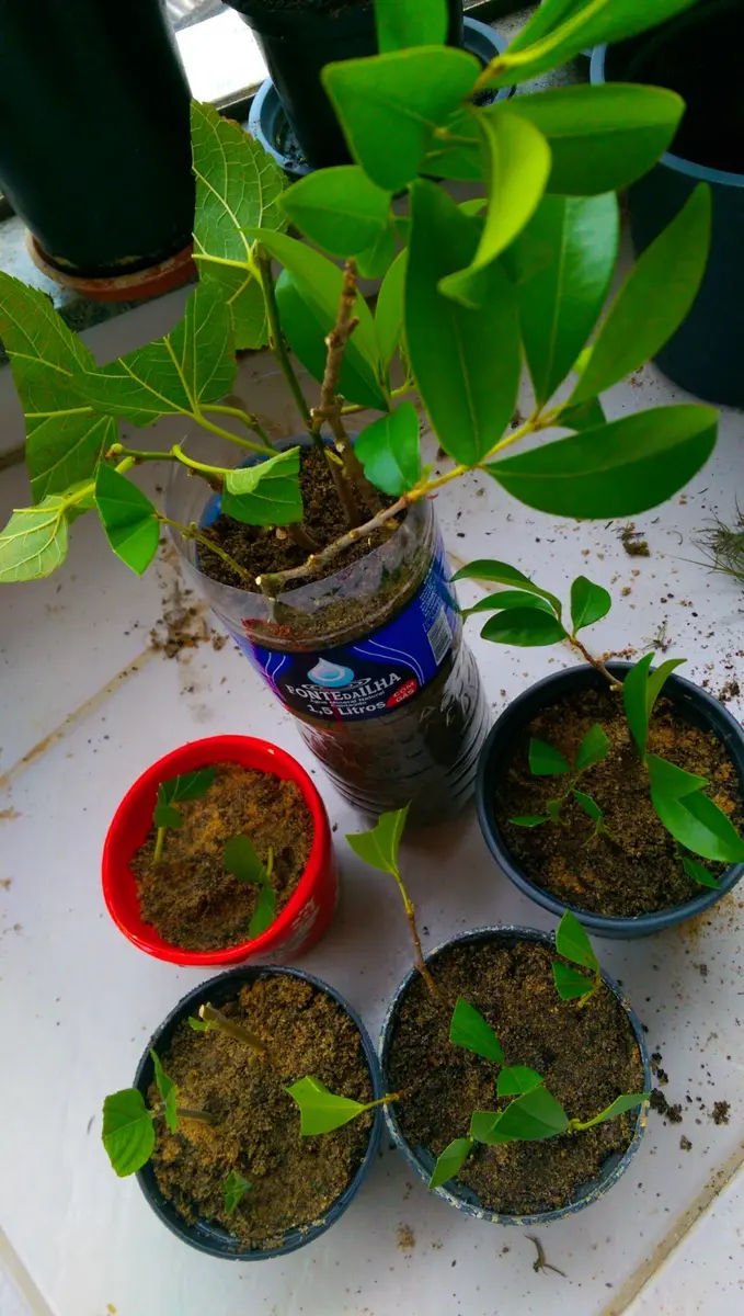 挿し木からのブラックベリー。｜そだレポ（栽培レポート）bydenise