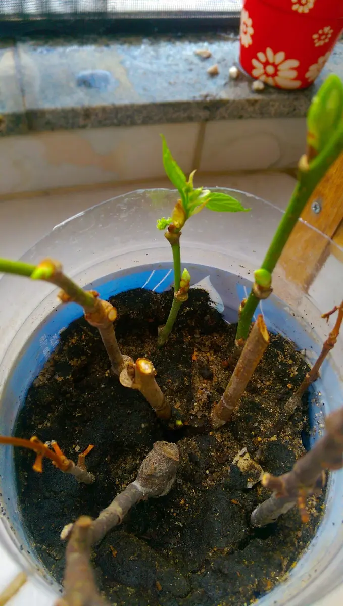 挿し木からのブラックベリー。｜そだレポ（栽培レポート）bydenise