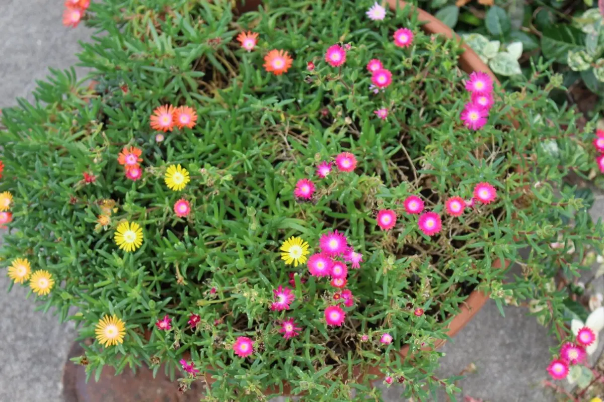 デロスペルマ 砂漠の宝石 カット苗 オレンジ & ピンク デロスペルマ 砂漠の宝石 カット苗 オレンジ & ピンク 砂漠の宝石