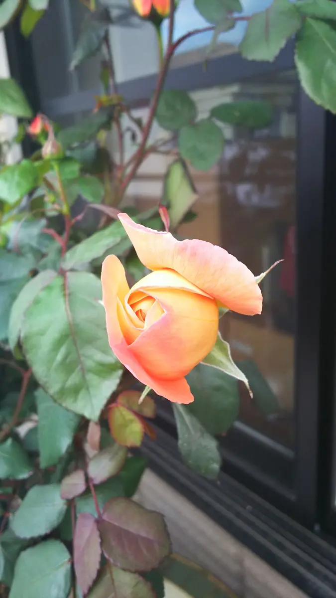 初めてのバラ🌹｜そだレポ（栽培レポート）byうにうに｜みんなの