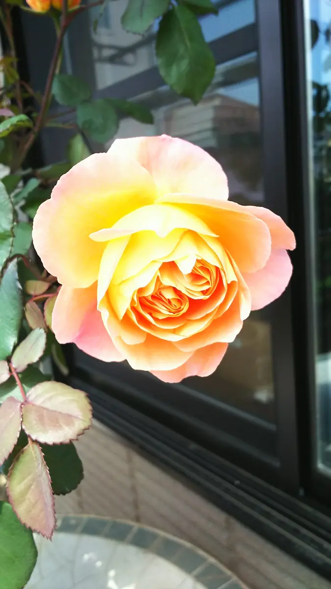 初めてのバラ🌹｜そだレポ（栽培レポート）byうにうに｜みんなの