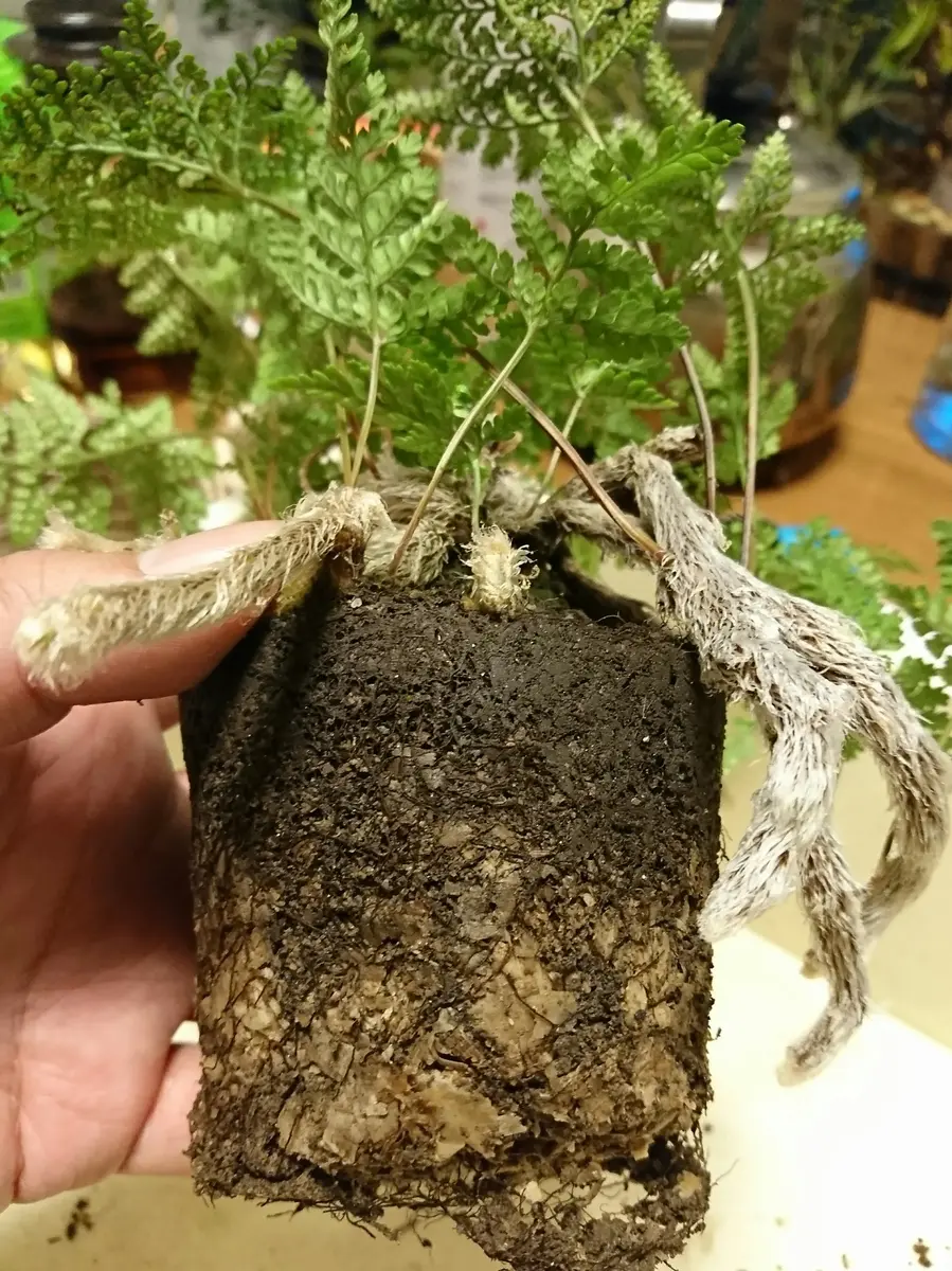 トキワシノブの植え替え｜そだレポ（栽培レポート）bySASANTA 