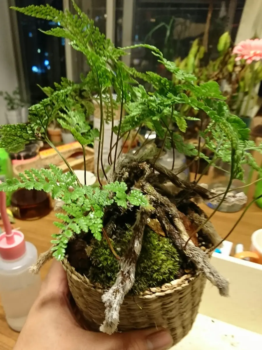 8年物】吊りしのぶ シダ植物 苔玉 不味く トキワシノブ ②