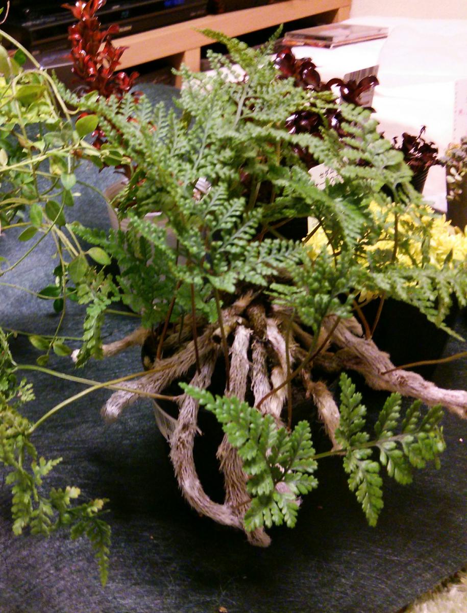トキワシノブの植え替え｜そだレポ（栽培レポート）bySASANTA 