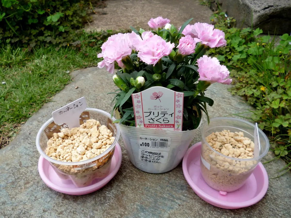100円カーネーションの挿し木｜そだレポ（栽培レポート）byOz