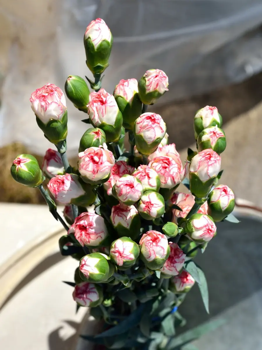 100円カーネーションの挿し木｜そだレポ（栽培レポート）byOz