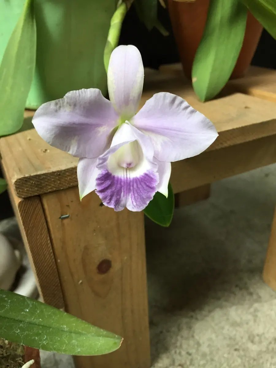 カトレア ミニカトレアパープル｜そだレポ（栽培レポート）bysumiko66｜みんなの
