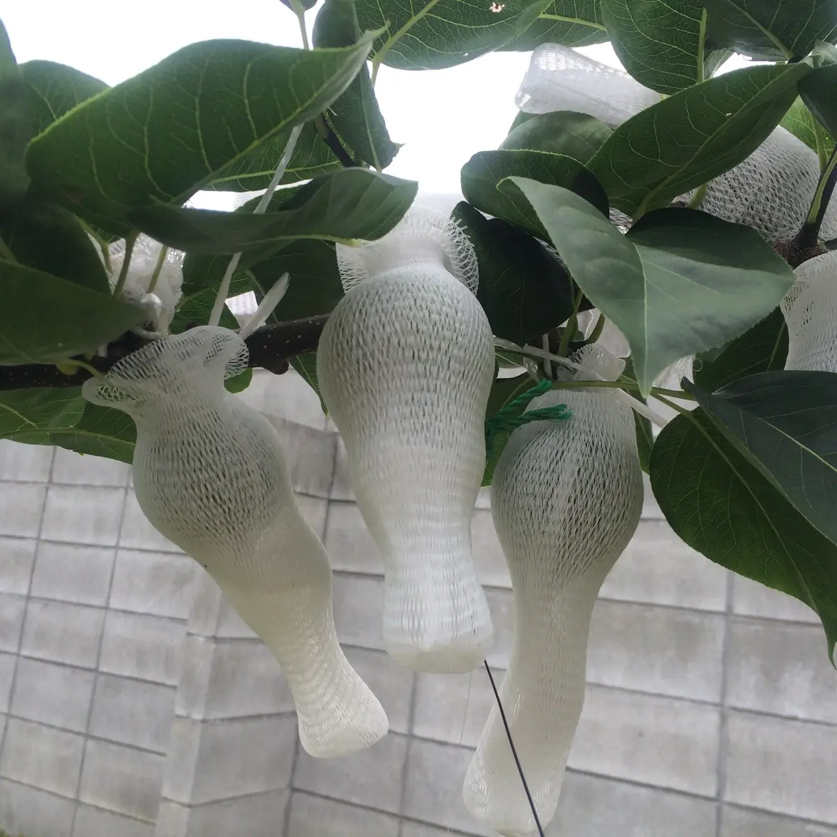 梨 甘太 苗木 実付き 梨 甘太 苗木 実付き