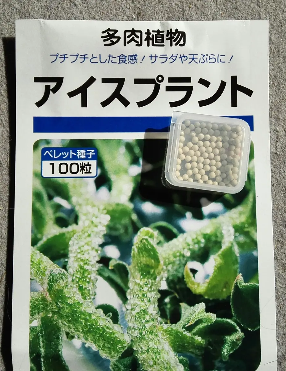 アイスプラント｜そだレポ（栽培レポート）byれんげのはな｜みんなの