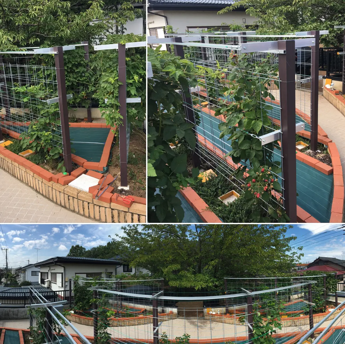 ブラックベリー＆クランベリー屋上園芸記録｜そだレポ（栽培レポート