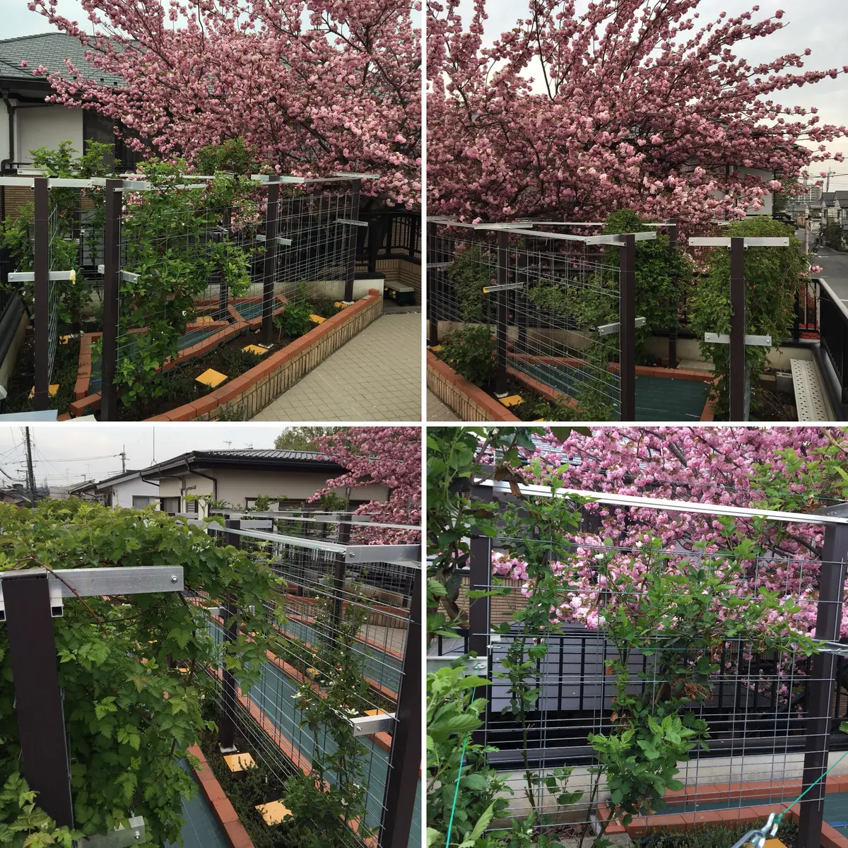 ブラックベリー＆クランベリー屋上園芸記録｜そだレポ（栽培